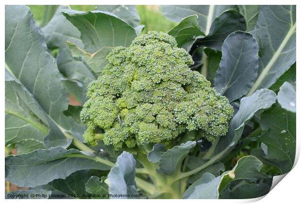 Broccoli Close up (13A) Print by Philip Lehman