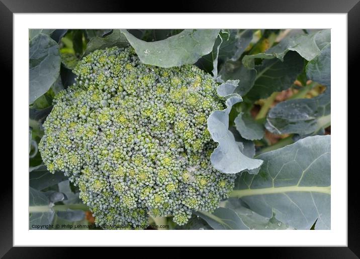 Broccoli Close up (6A) Framed Mounted Print by Philip Lehman