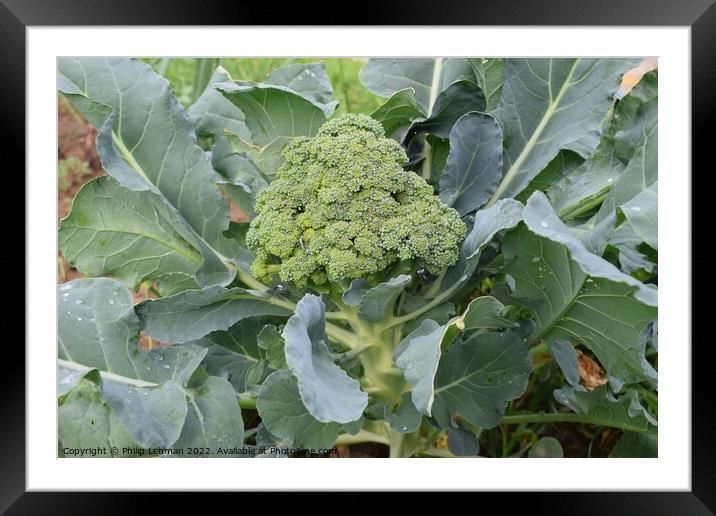 Broccoli Close up (10A) Framed Mounted Print by Philip Lehman