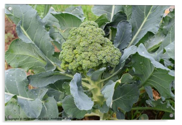 Broccoli Close up (10A) Acrylic by Philip Lehman