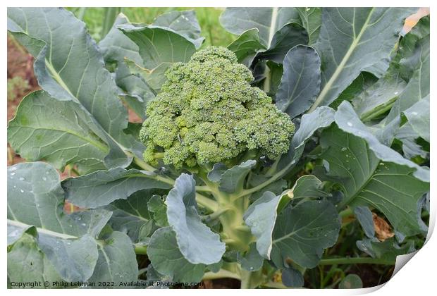 Broccoli Close up (10A) Print by Philip Lehman