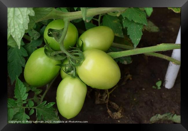 Green Tomatoes (6A) Framed Print by Philip Lehman