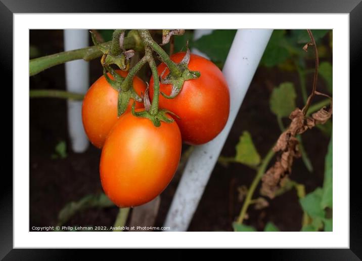 Ripe Tomatoes (2B) Framed Mounted Print by Philip Lehman