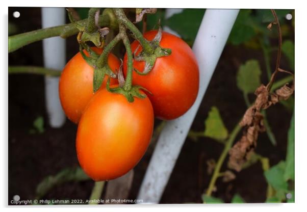 Ripe Tomatoes (2B) Acrylic by Philip Lehman