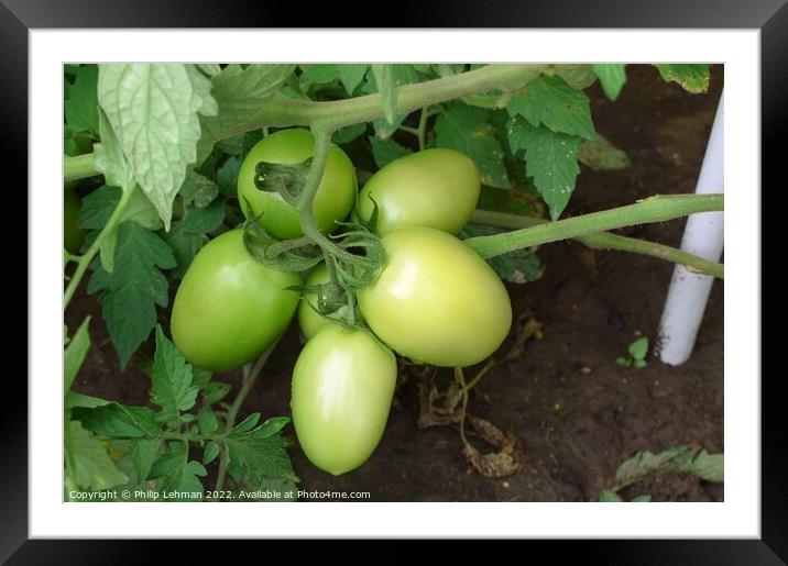 Green Tomatoes (8A) Framed Mounted Print by Philip Lehman