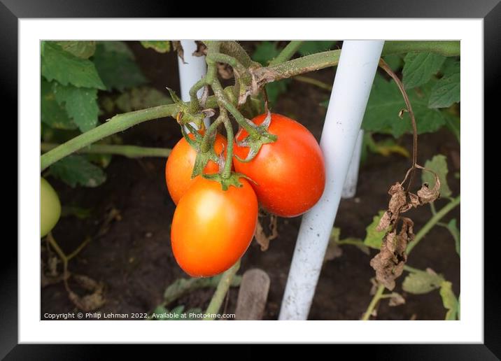 Ripe Tomatoes (1A) Framed Mounted Print by Philip Lehman