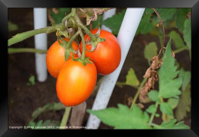 Ripe Tomatoes (4A) Framed Print by Philip Lehman