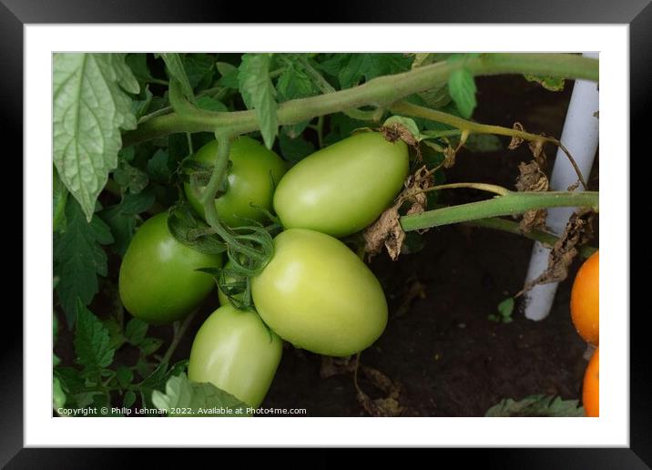 Green Tomatoes (3A) Framed Mounted Print by Philip Lehman