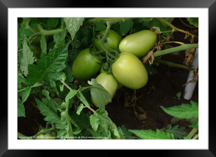 Green Tomatoes (1A) Framed Mounted Print by Philip Lehman