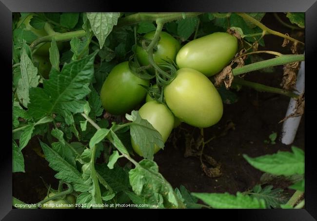 Green Tomatoes (1A) Framed Print by Philip Lehman
