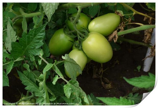 Green Tomatoes (1A) Print by Philip Lehman