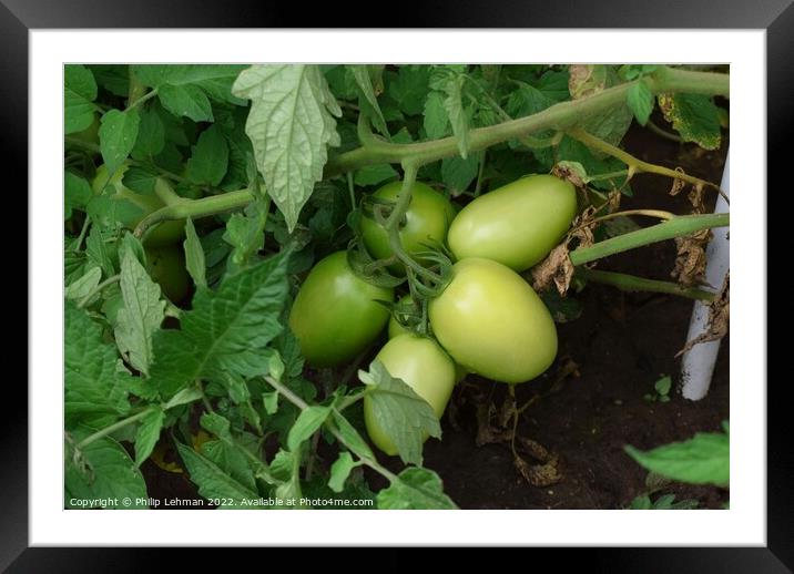 Green Tomatoes (2A) Framed Mounted Print by Philip Lehman