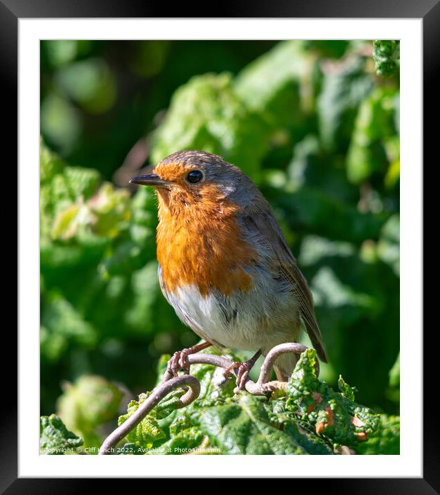 A Robin Framed Mounted Print by Cliff Kinch
