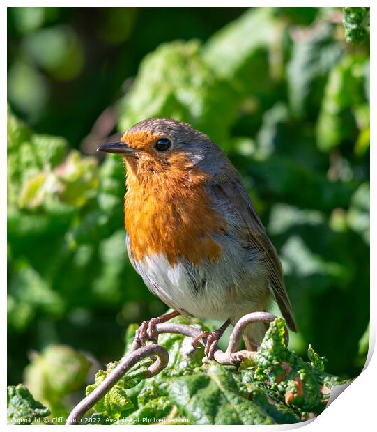 A Robin Print by Cliff Kinch