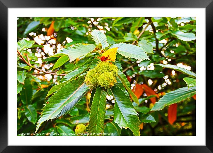 Chestnuts Ready to Pop Framed Mounted Print by GJS Photography Artist