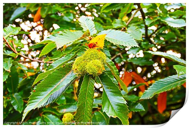 Chestnuts Ready to Pop Print by GJS Photography Artist
