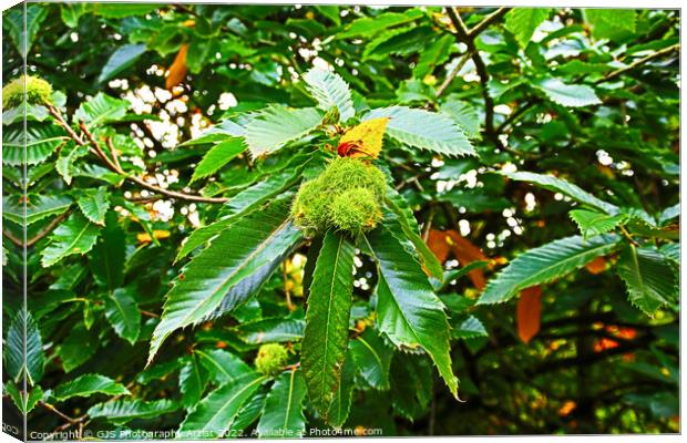 Chestnuts Are Heavy This Season Canvas Print by GJS Photography Artist
