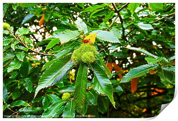 Chestnuts Are Heavy This Season Print by GJS Photography Artist