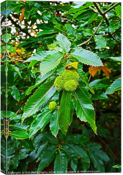 Chestnuts Bowing The Branch Canvas Print by GJS Photography Artist
