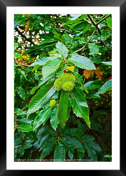 Chestnuts Bowing The Branch Framed Mounted Print by GJS Photography Artist