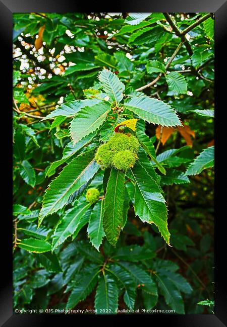 Chestnuts Bowing The Branch Framed Print by GJS Photography Artist