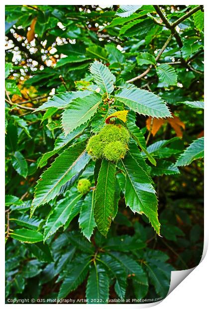 Chestnuts Bowing The Branch Print by GJS Photography Artist