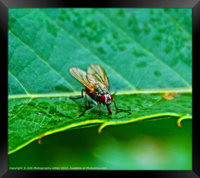 Vivid Alien Insect Framed Print by GJS Photography Artist