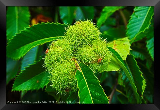 Autumns Bounty Framed Print by GJS Photography Artist