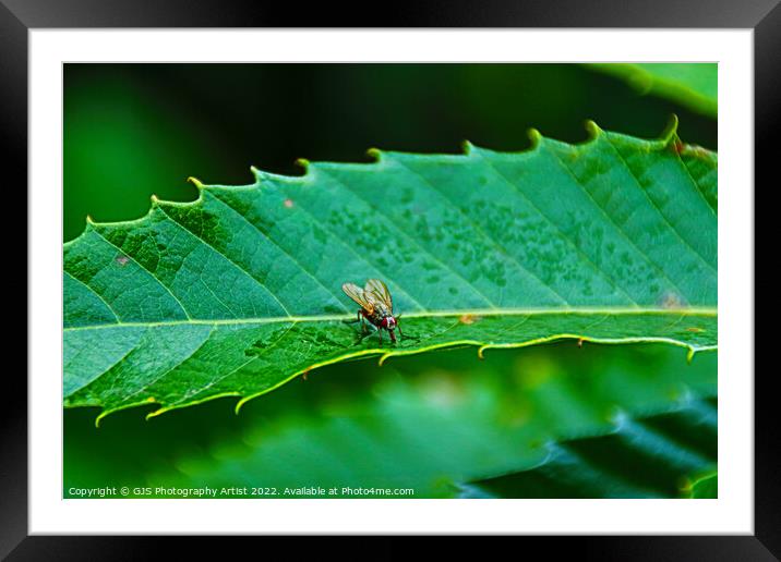 The Refreshing Oasis Framed Mounted Print by GJS Photography Artist