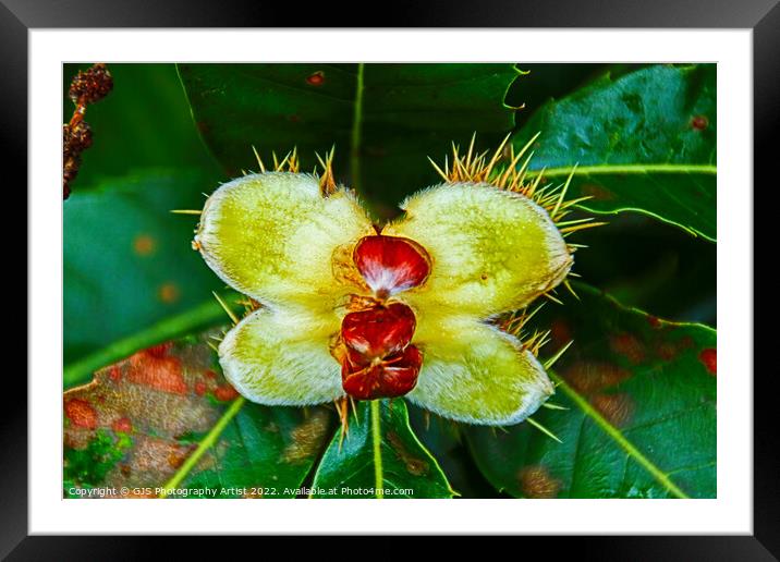 Unveiling the Treasure Framed Mounted Print by GJS Photography Artist
