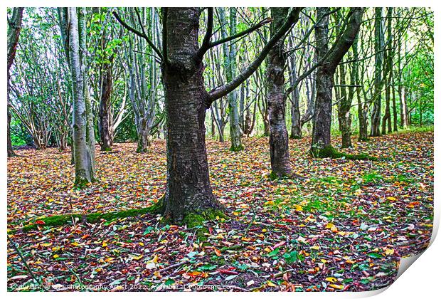 Vibrant Autumn Roots Print by GJS Photography Artist