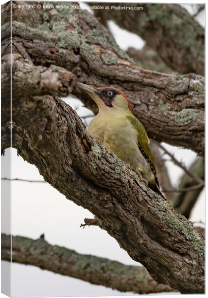 Green woodpecker resting in a tree Canvas Print by Kevin White