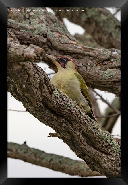 Green woodpecker resting in a tree Framed Print by Kevin White