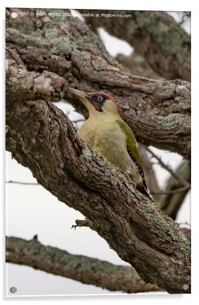 Green woodpecker resting in a tree Acrylic by Kevin White