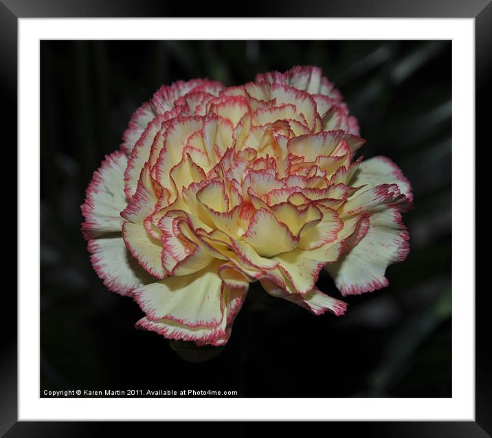 Pink Edged Carnation Framed Mounted Print by Karen Martin
