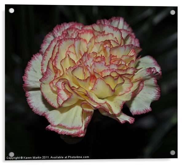 Pink Edged Carnation Acrylic by Karen Martin
