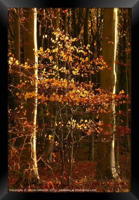 sunlit Beech leaves Framed Print by Simon Johnson