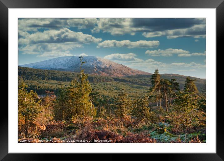 Winter Wonderland in Galloway Forest Park Framed Mounted Print by Rodney Hutchinson