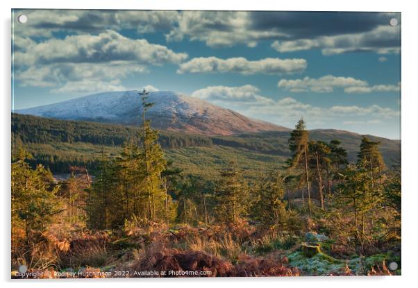 Winter Wonderland in Galloway Forest Park Acrylic by Rodney Hutchinson