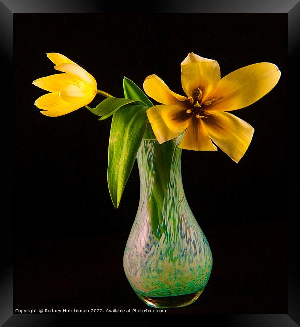 Sunshine in a Vase Framed Print by Rodney Hutchinson
