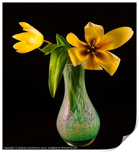 Sunshine in a Vase Print by Rodney Hutchinson