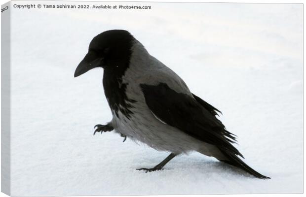 Beautiful Hooded Crow Strolling in Snow Canvas Print by Taina Sohlman