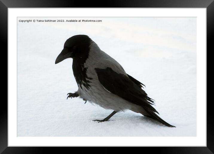 Beautiful Hooded Crow Strolling in Snow Framed Mounted Print by Taina Sohlman