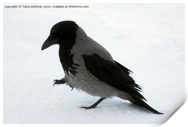Beautiful Hooded Crow Strolling in Snow Print by Taina Sohlman