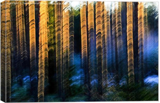Sunlit Pines  Canvas Print by Taina Sohlman