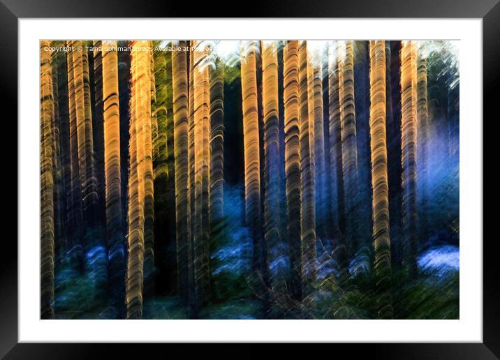 Sunlit Pines  Framed Mounted Print by Taina Sohlman