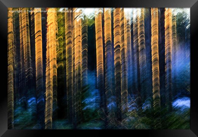 Sunlit Pines  Framed Print by Taina Sohlman