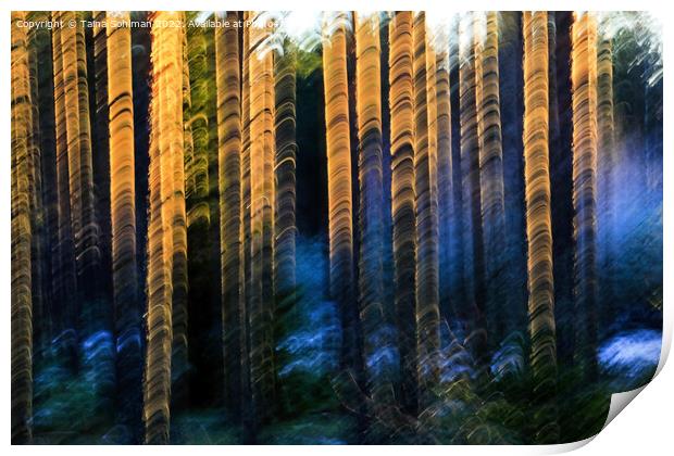 Sunlit Pines  Print by Taina Sohlman
