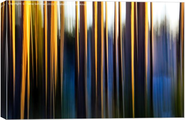 Pine Tree Trunks Illuminated by Morning Sun Canvas Print by Taina Sohlman