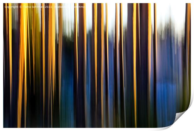 Pine Tree Trunks Illuminated by Morning Sun Print by Taina Sohlman